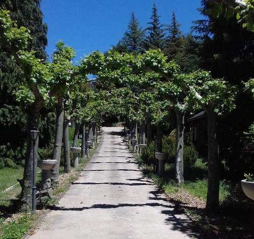 Jardín VuT El Pinar